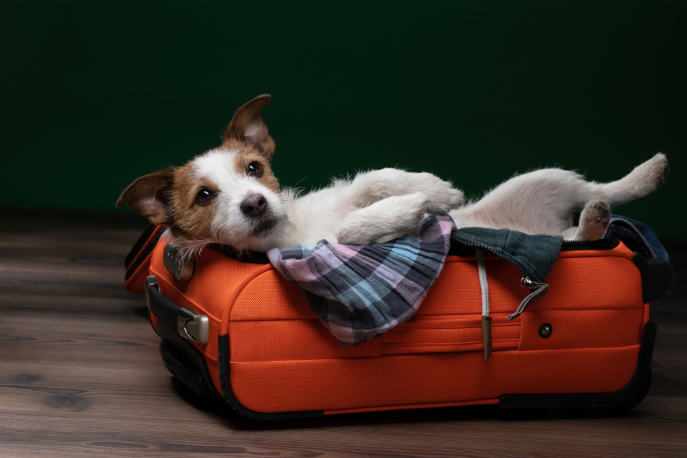 4 Top Tips for Traveling with a Pet